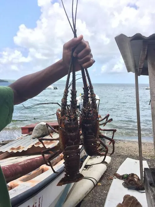 Joli T2 L'Oasis Vue Mer Des Caraibes Proche Des Plages Sainte-Luce