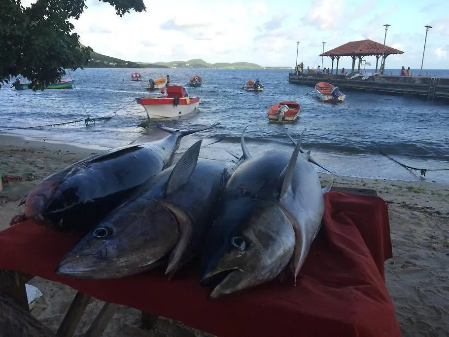Joli T2 L'Oasis Vue Mer Des Caraibes Proche Des Plages Sainte-Luce 0*,